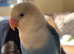 Hand tame love bird
