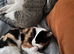 Misty - Calico cat missing since 4th Sept near Bow Street