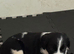 Coker spaniel/ Labrador