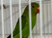 Pair of Abyssinian lovebirds