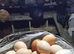 Organic eggs