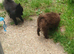 2 small house trained Pomeranians finally big enough to leave