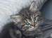 Mixed breed Norwegian forest and tabby