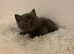 British shorthair Kittens