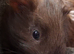 Male Guinea Pig for sale