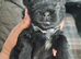 5 Imperial Puppies
