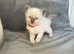 Beautiful mink & traditional ragdoll kittens