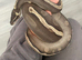 GHI yellow belly ball python
