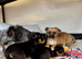 Jack Russell Cross Chorkie Puppies