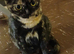 For Tortoise Shell Cats lovers. Ready on July.