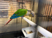 Conure for sale