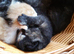 Pretty Litter of Mixed Breed Kittens Ready Now :) One Girl Still available :)