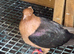 4 fancy pigeons