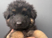 Long haired German shepherd puppies