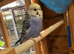 Baby budgies