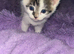Kittens