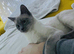 Beautiful Ragdoll girl