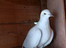 Ice pigeons for sale