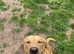Labrador