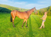 15.3 6yo TB mare