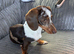 Two miniature dachshunds