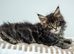 Maine coon kittens - Ready now