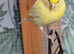 Canary