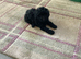 Kennel club toy poodles