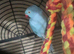 2yo Female Blue Indian Ringneck Parrot