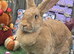 Orange Fawn , Continental Giant Doe
