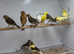 Canaries