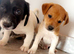 Litter of Jack russells