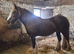Stunning San Cler Silver dapple filly!