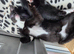 4 beautiful loving kittens