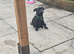 Mix french bulldog with pug