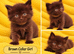Ragdoll Maine Coon Cross Kittens - Gorgeous Little Fluffy Balls!