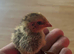 Japanese quail