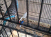 budgie for sale