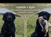 Coming soon! Beautiful black Labrador puppies