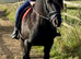 13.1 hh fell mare