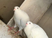 White pigeon yong birds available
