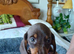 BEAUTIFUL DACHSHUND BABIES