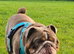 Stunning English bulldog for stud
