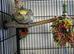 Two cockatiels for homing