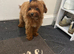 Asian maltipoo