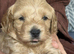 3 Toy Cockapoo Puppies Looking for Forever Homes!