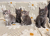 Tica registered blue Maine Coon