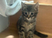 Tabby kittens available