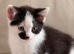 Kittens for sale