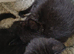 British short hair x kittens.